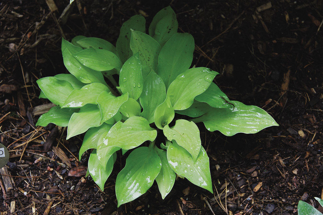 : ‘Coconut Custard’ hosta