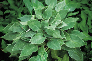 Blueberry Tart’ hosta