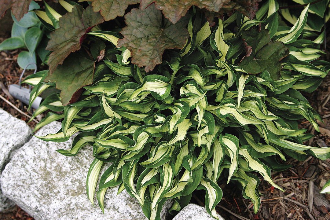 ‘Little Caesar’ hosta