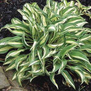 ‘Little Treasure’ hosta