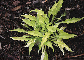 ‘Dragon Tails’ hosta