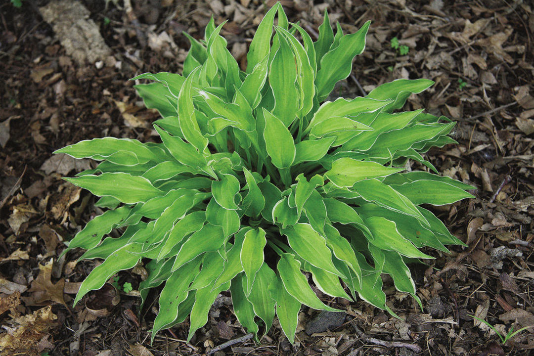 ‘Lakeside Down Sized’ hosta