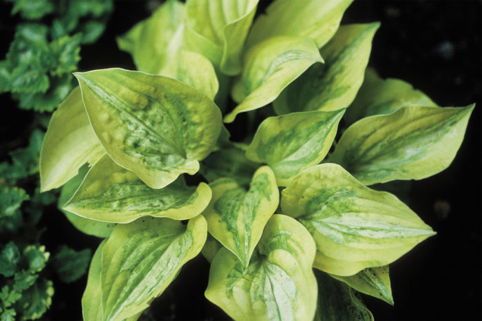 tiny hostas