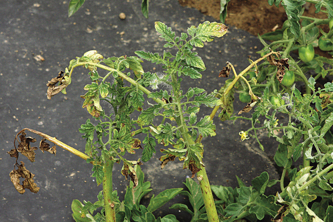 tomatoes dying