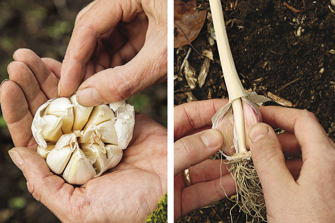 Garlic Basics - FineGardening