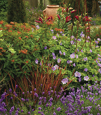 ‘Grosso’ lavender, Rozanne geranium, orange New Zealand sedge and ‘Fireglow’ euphorbia prove that opposites attract.