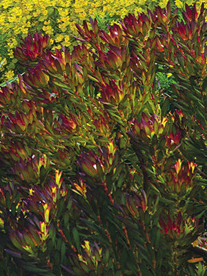 ‘Winter Red’ leucadendron