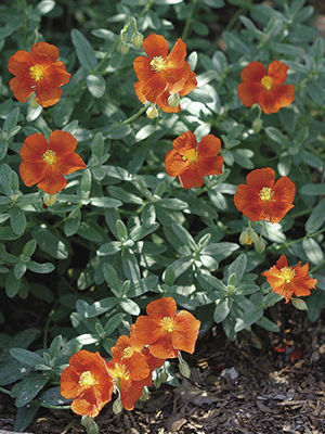 ‘Henfield Brilliant’ rock rose