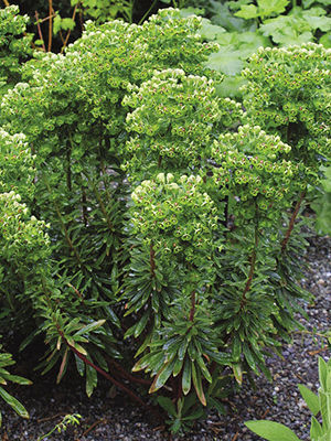 Red euphorbia