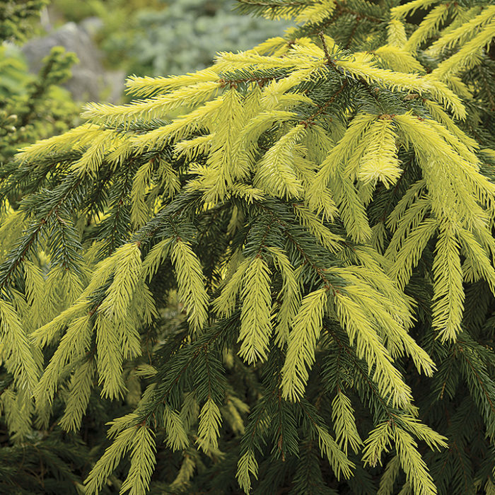 ‘Perry’s Golden’ Norway spruce