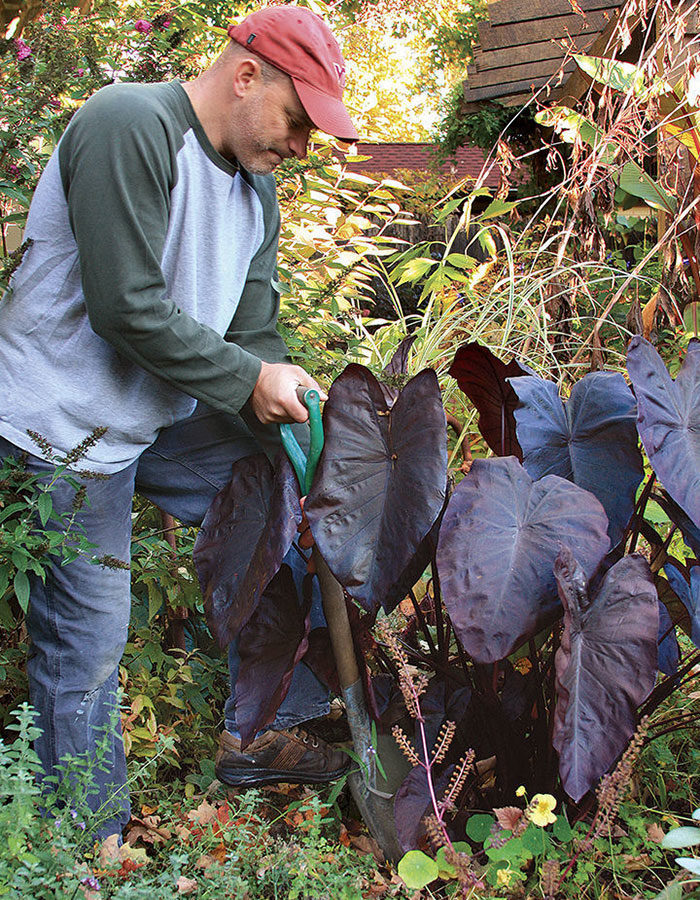 Man digging up perennials with a shovel