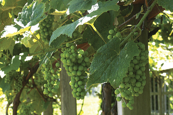 Bird netting wraps around the vine or trellis to protect your grapes or  crop from pests and birds.