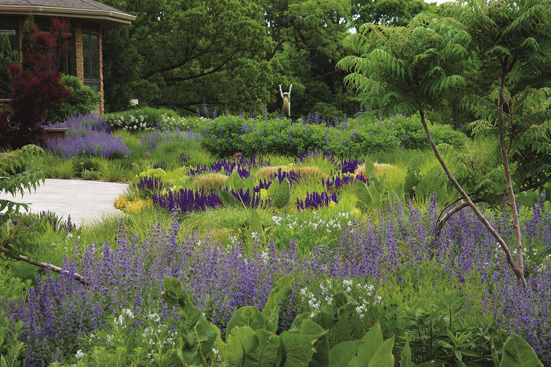 Repeating the color purple—in the form of catmint, salvia and baptisia- creates a smooth visual transition from one area to another.