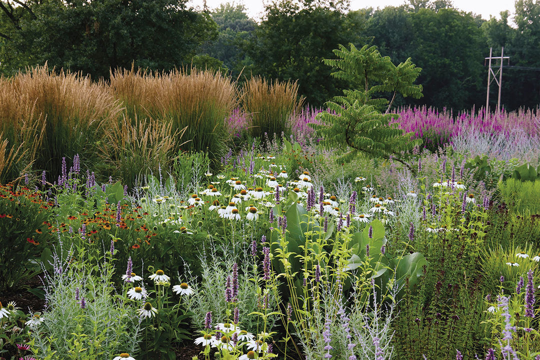 When white coneflower blossoms, it stands out and becomes a punctuation within the more subdued colors of the other plants.