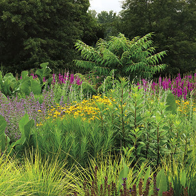 Using a mix of low grasses and natives whenever possible creates a matrix that blends in with its surroundings.