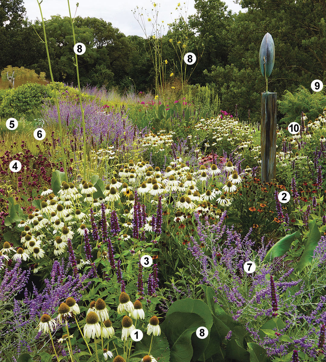 ‘White Swan’ coneflower, ‘Mardi Gras’ sneezeweed, ‘Black Adder’ anise hyssop, ‘Herrenhausen’ oregano, tufted hair grass, Autumn moor grass, Russian sage, Prairie dock, Cutleaf staghorn sumac and sculpture 