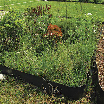 plants planted in a flower bed