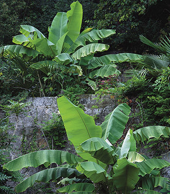 Japanese fiber banana (Musa basjoo)