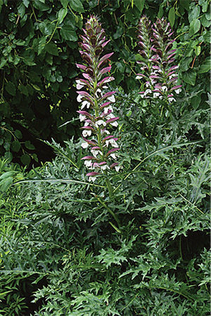 Bear’s breeches (Acanthus spinosus and hybrids)