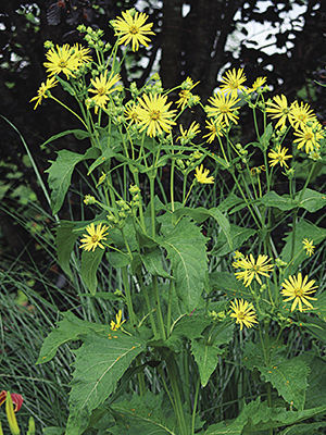 Cup plant (Silphium perfoliatum)