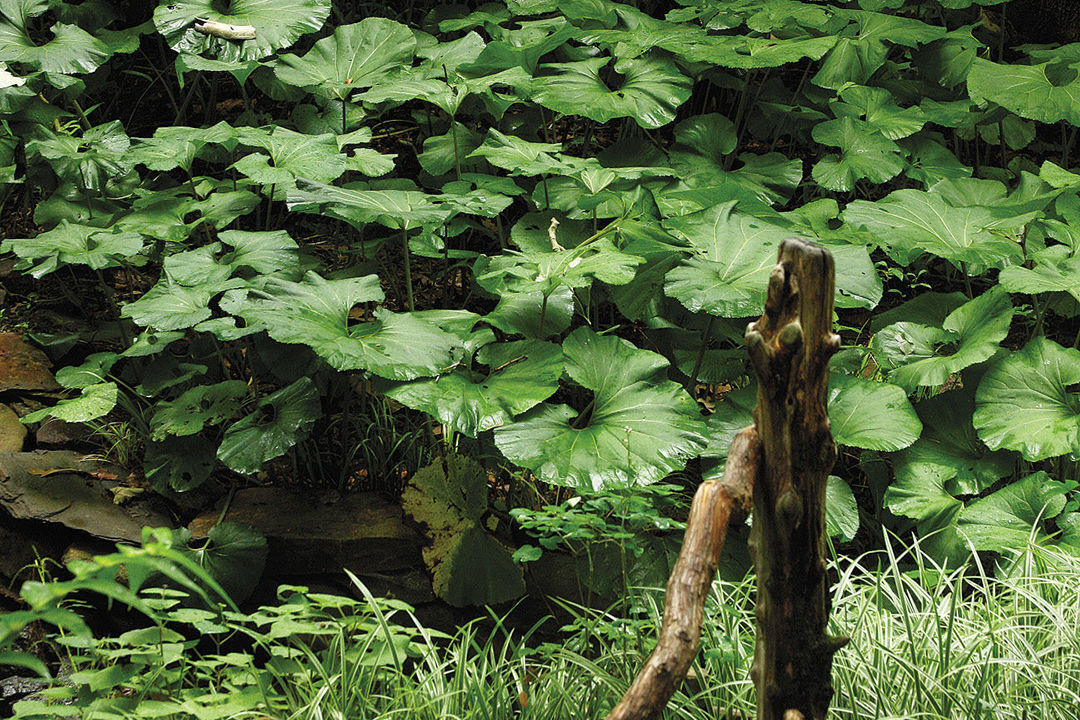 Butterbur (Petasites japonicus and cvs.)