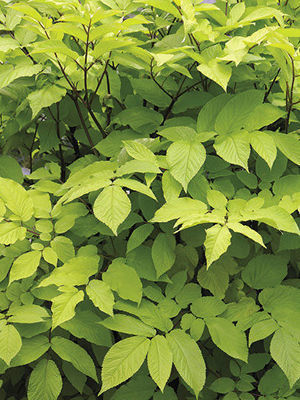 ‘Sun King’ spikenard (Aralia cordata ‘Sun King’)