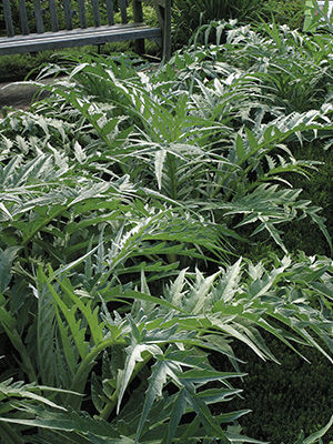 Cardoon (Cynara cardunculus*)