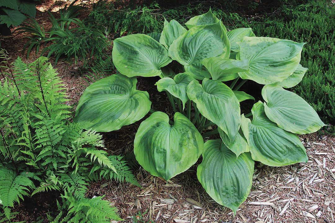 long leaf bush