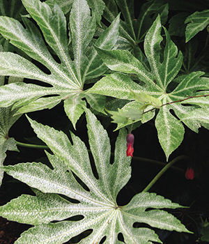 ‘Spider’s Web’ Japanese aralia (Fatsia japonica ‘Spider’s Web’)