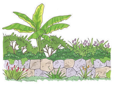 Illustration of a large-leaved perennial among smaller plants behind a stone wall