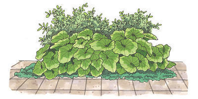 Illustration of several large-leaved perennial plants of the same variety on a brick path