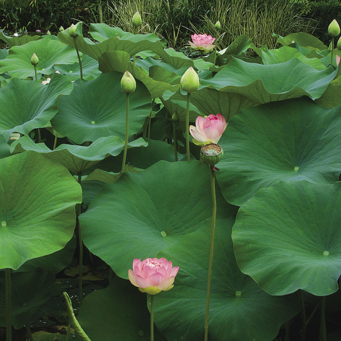 Sacred lotus (Nelumbo nucifera and cvs.)