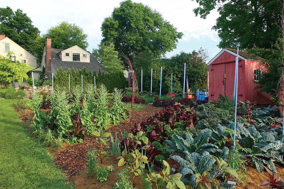 The main path of lush turf establishes continuity between the vegetable garden and the ornamental garden while secondary vegetable garden paths are mulched for less required weekly maintenance