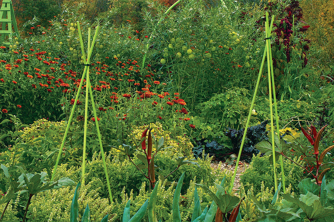 chartreuse tripods and hoop archway mimic the chartreuse bloom spikes of a green-leaved basil while spiky burgundy okra pods and vivid orange zinnias offer a striking contrast.