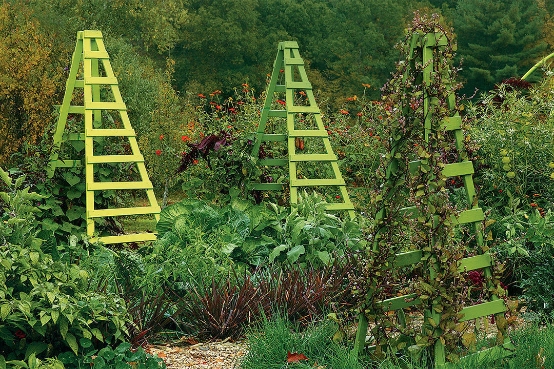 colorful green ladder trellises in the garden