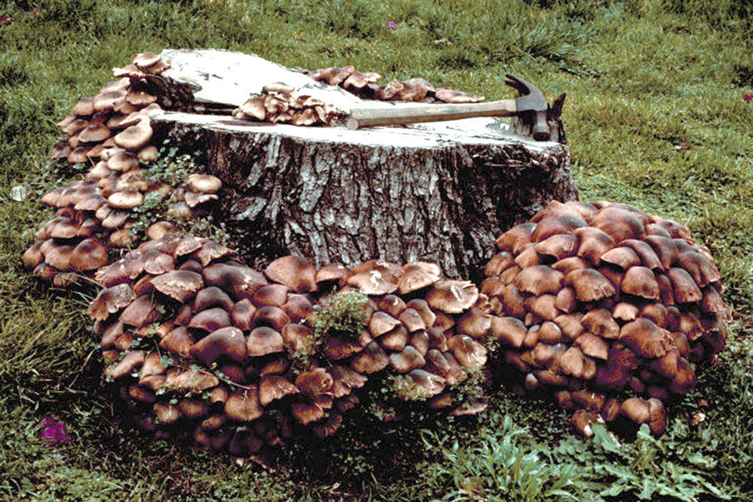 armillaria root rot