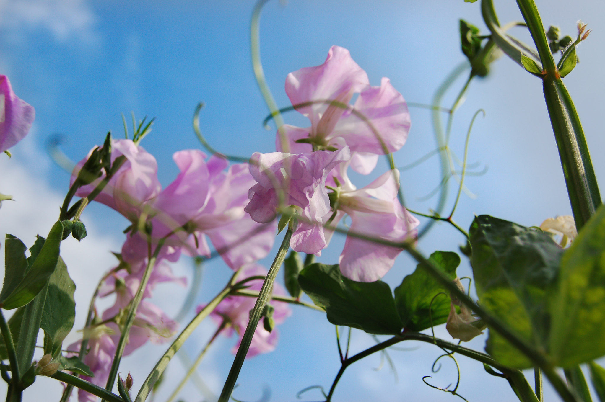 sweet peas 