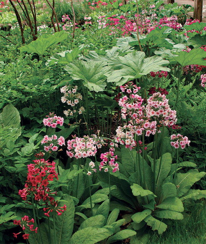 Darmera and Japanese primroses