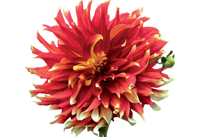 Dahlia flower