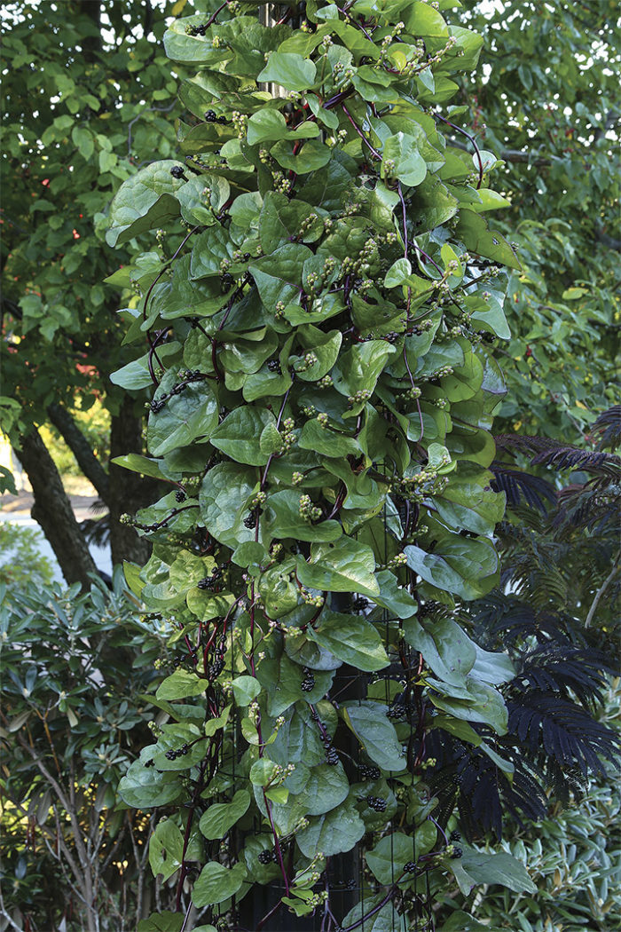 Basella alba and B. rubra