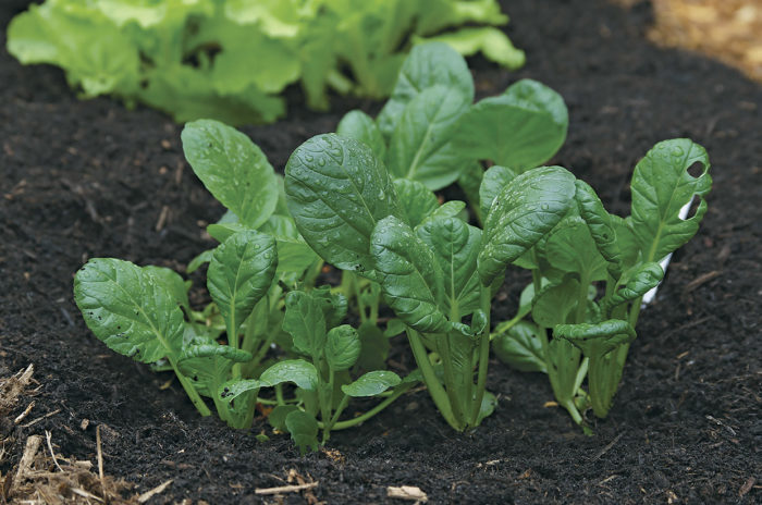 Brassica rapa (Narinosa group)