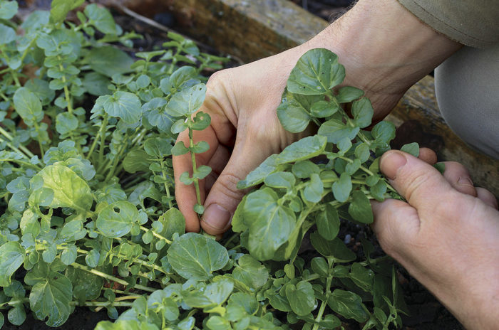 Why many different plant seedlings look like salad cress