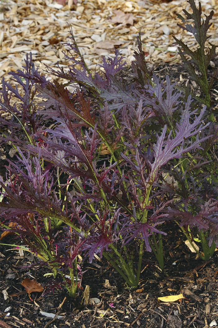 Brassica juncea ‘Ruby Streaks’