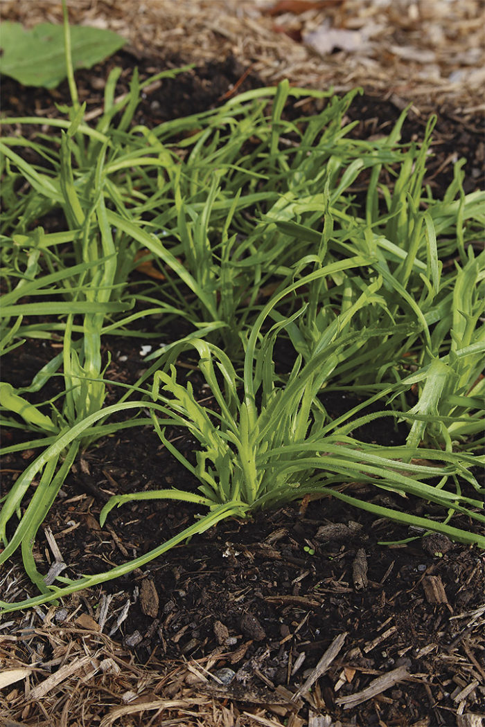 Plantago coronopus