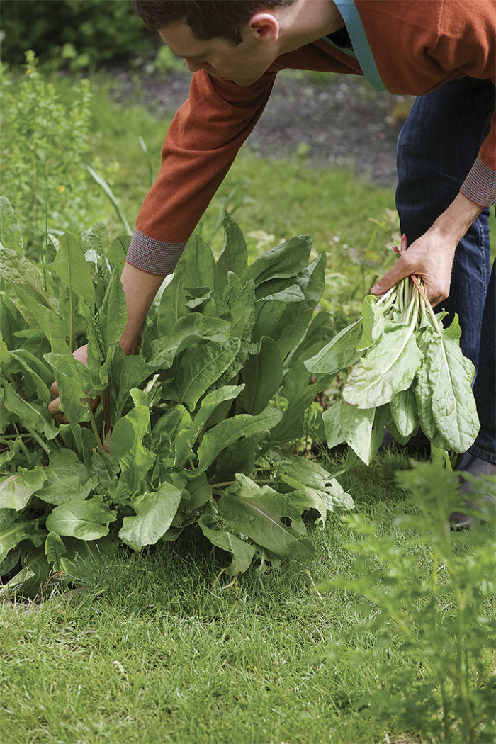 Rumex acetosa