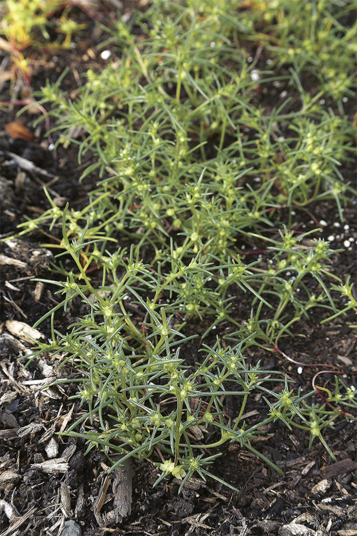 Salsola komarovii