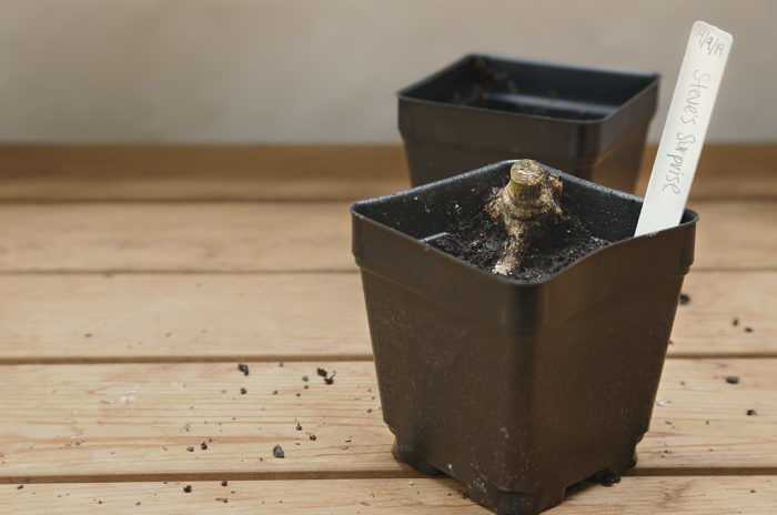 Tuber planted in a 3-1/2 in square plastic pot with crown end an inch above the soil and a label