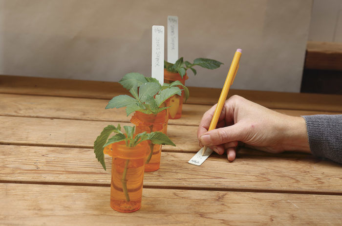 cuttings in water in pill bottles; person filling out the label for each