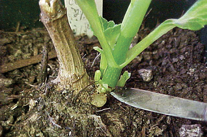  a clean razor sharp blade slicing a shoot