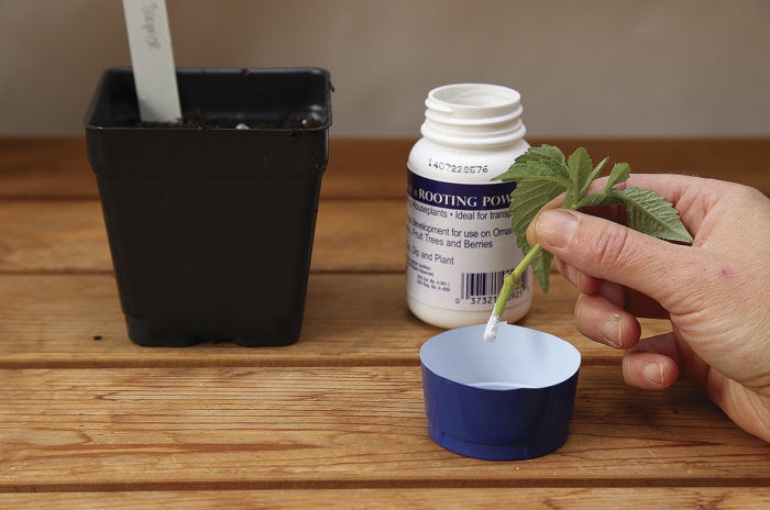 dipping a root into root hormone near a small 3-1/2-in square plastic pot where it will be planted